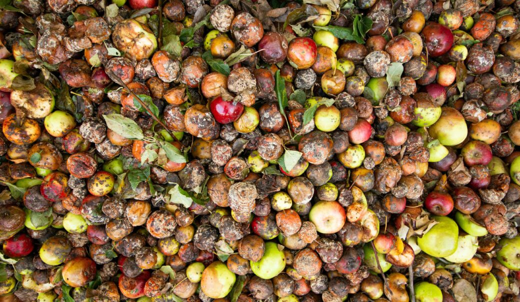 Verrottende Äpfel auf einem Haufen